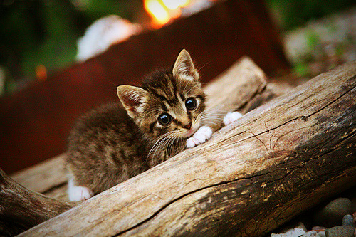 伊朗队门将穆斯莱拉在巴黎奥运会上展现出高水平的扑救能力，伊朗 球星