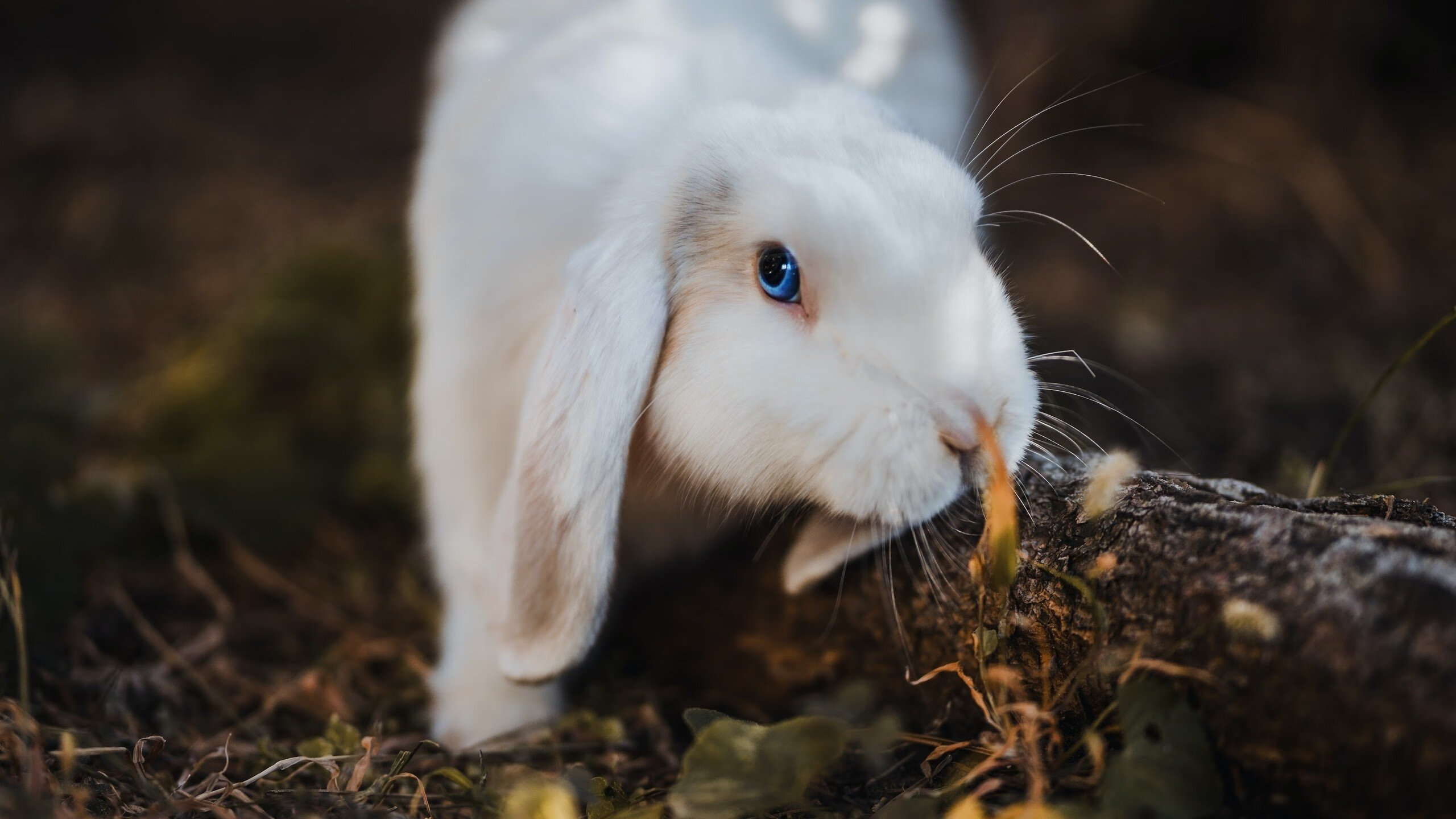 巴黎豪门再签欧洲顶级球员,战力持续增强,巴黎豪华阵容