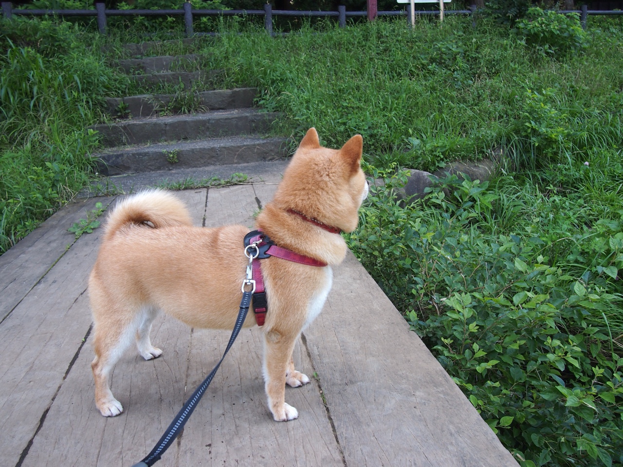 广场舞推动全民健身理念普及，2018全民广场健身舞推广示范