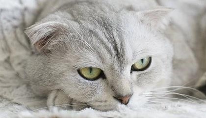 开云网页-李娜锁定胜局网球公开赛，李娜网球决赛