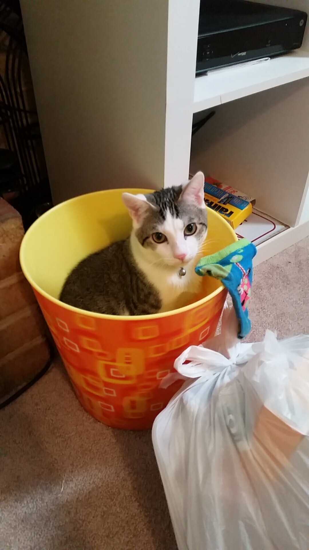 开云官网入口-德甲：拜仁3-1击败科隆，莱万梅开二度领跑射手榜，德甲拜仁第一